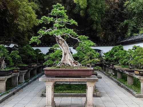 Bonsai for Beginners – April