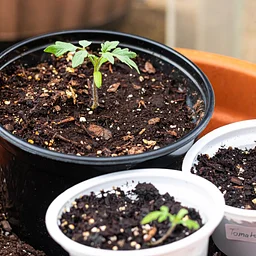 Start Your Own Tomatoes