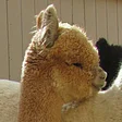 Everything Alpaca