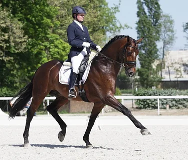 United Dressage and Jumping Club Florida Circuit – Tampa June 2026