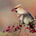 Birding with Mass Audubon | Fall Migration