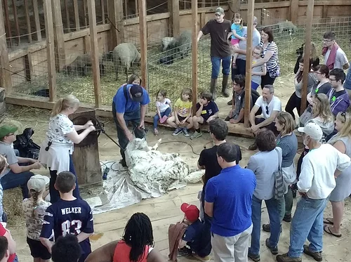 Sheep Shearing Weekend: April 20