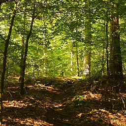 Teenage Homeschool Hike