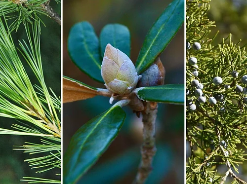 Celebrate the Season (3/17)