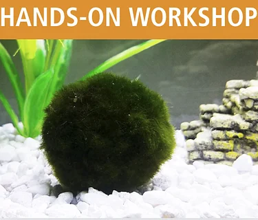 Marimo Moss Ball Aquarium