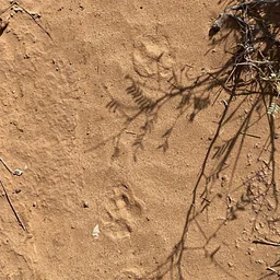 Tracks and Scat: Animal Tracking at the Leonora Curtin Wetland Preserve