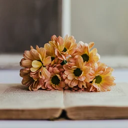 Romance Book Club