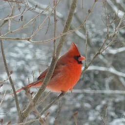 December Bird Monitoring Walk