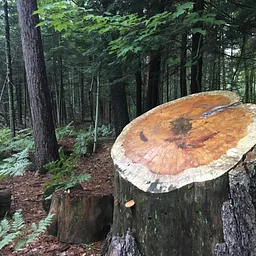 Forestry Scavenger Hunt