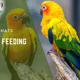 Aviary Chat