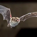 Nature at Night: Bats!