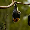 Twilight Bat Watch with Mass Audubon