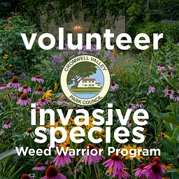 Volunteer – Habitat Restoration – Invasive Species Removal