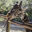 Brevard Zoo