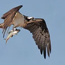 The Once and Future Osprey