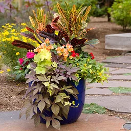 Fall Container Planting Demo with Dee Drake, CPH