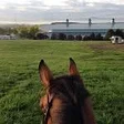 Virginia Horse Center