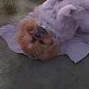 With us at the center of our world: animals, domestications, dreams