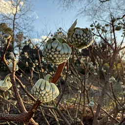 December Garden Tour