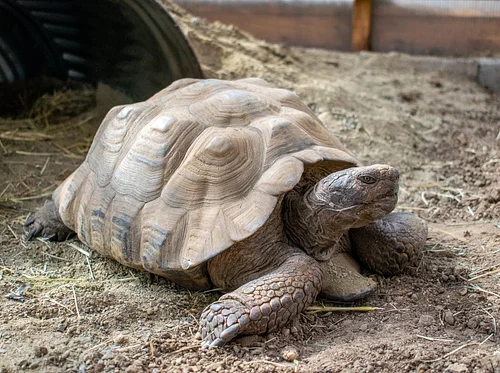Bilingual Tortoise Talk