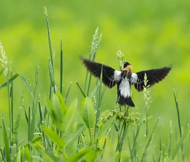 Birding from a Bench (Marshfield)