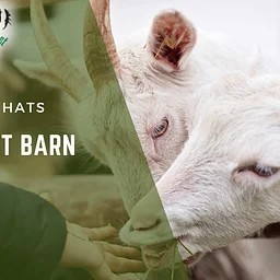Barn Chat
