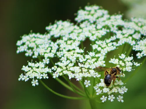 Life Cycle Gardening: Planting for Pollinators at All Life Stages