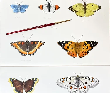 Drawing Butterflies: An Introduction to Watercolor Illustration with Rich Adams