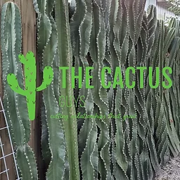 The Cactus Guys Pop Up