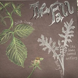 Nature Journaling/Drawing in the Fall