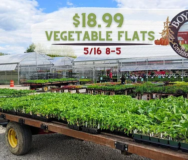 Vegetable Flats Sale
