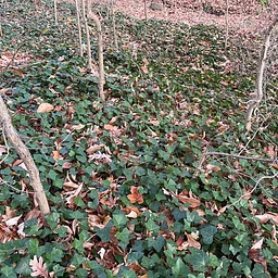 Managing Invasive Plants