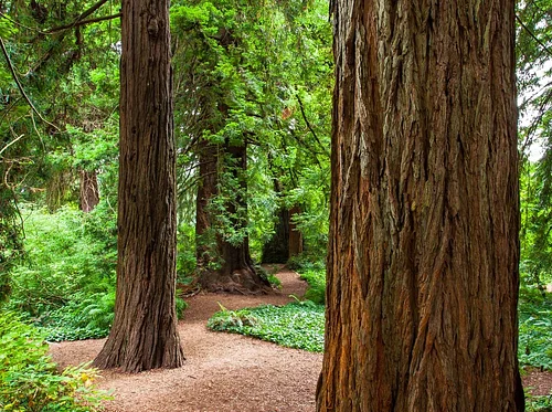 October Forest Bathing