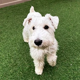 Annual Schnauzer Meet Up
