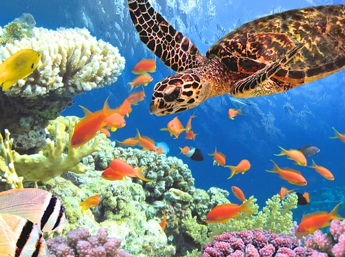 Just for Me: Dive In!