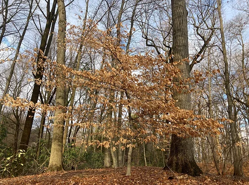 Beyond Beech Leaf Disease: Saving Our Beeches Together