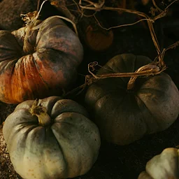 October Maintenance: Garden Cleanup & Winter Prep