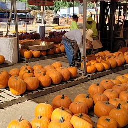 Los Angeles Chapter – Paint/Sculpt-Out at Tapia Bros. Pumpkin Patch