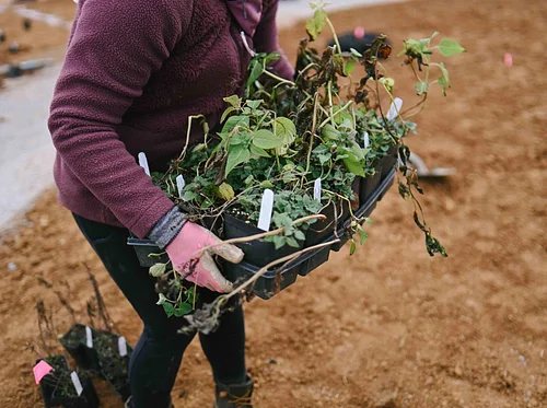 Garden Care: Marie’s Garden