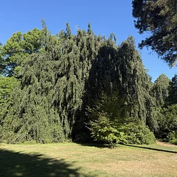 Date Changed: Maintaining Bristol’s Urban Forests