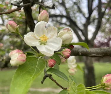 Tree Time: Spring Blooms II