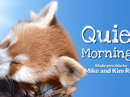 Quiet Mornings