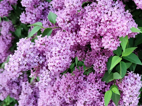 Special Lilac Festival Program at Fort Mackinac