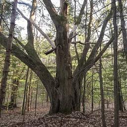 Woodcock Preserve