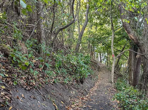 ALT x Pittsburgh Zoo: Girty’s Woods Restoration Workday Series 2