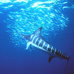 Magdalena Bay, Mexico