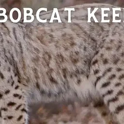 Bobcat Keeper Talk