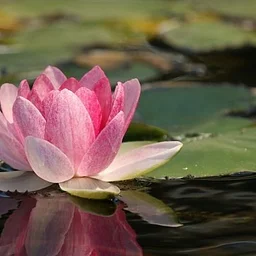 WELLNESS IN BLOOM: THE HEALING GARDEN TOUR – OCTOBER