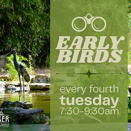 Early Birds in the Garden