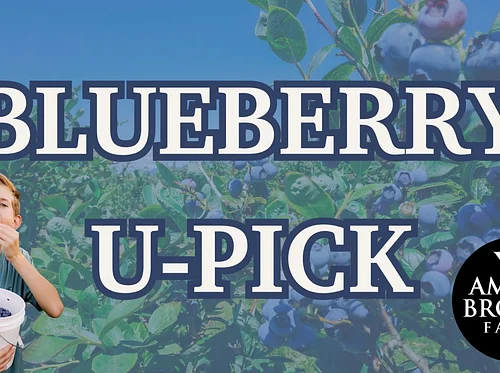 Blueberry U-Pick & Story Time